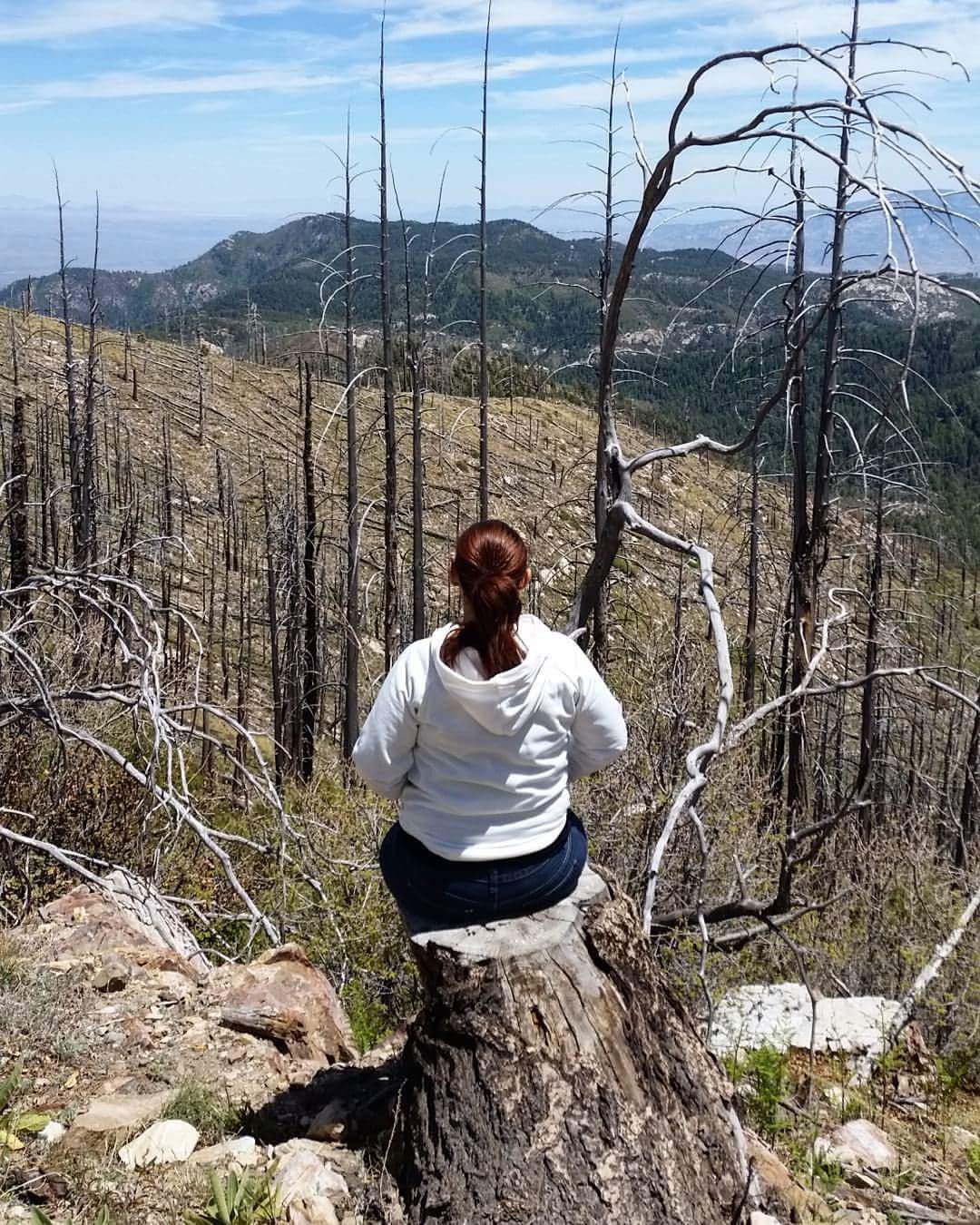 Dead timber