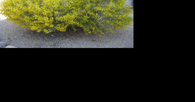 GV Gardeners: Is Spring just around the corner? - Vimarsana News