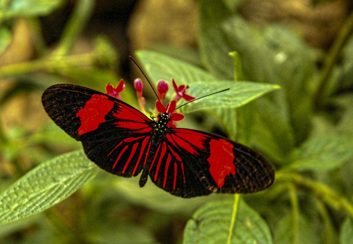 Backyard butterfly