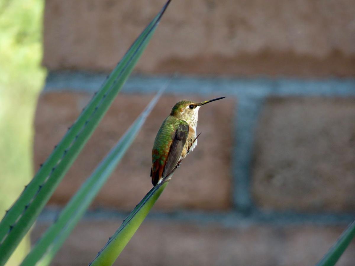 Hummingbird from Tubac