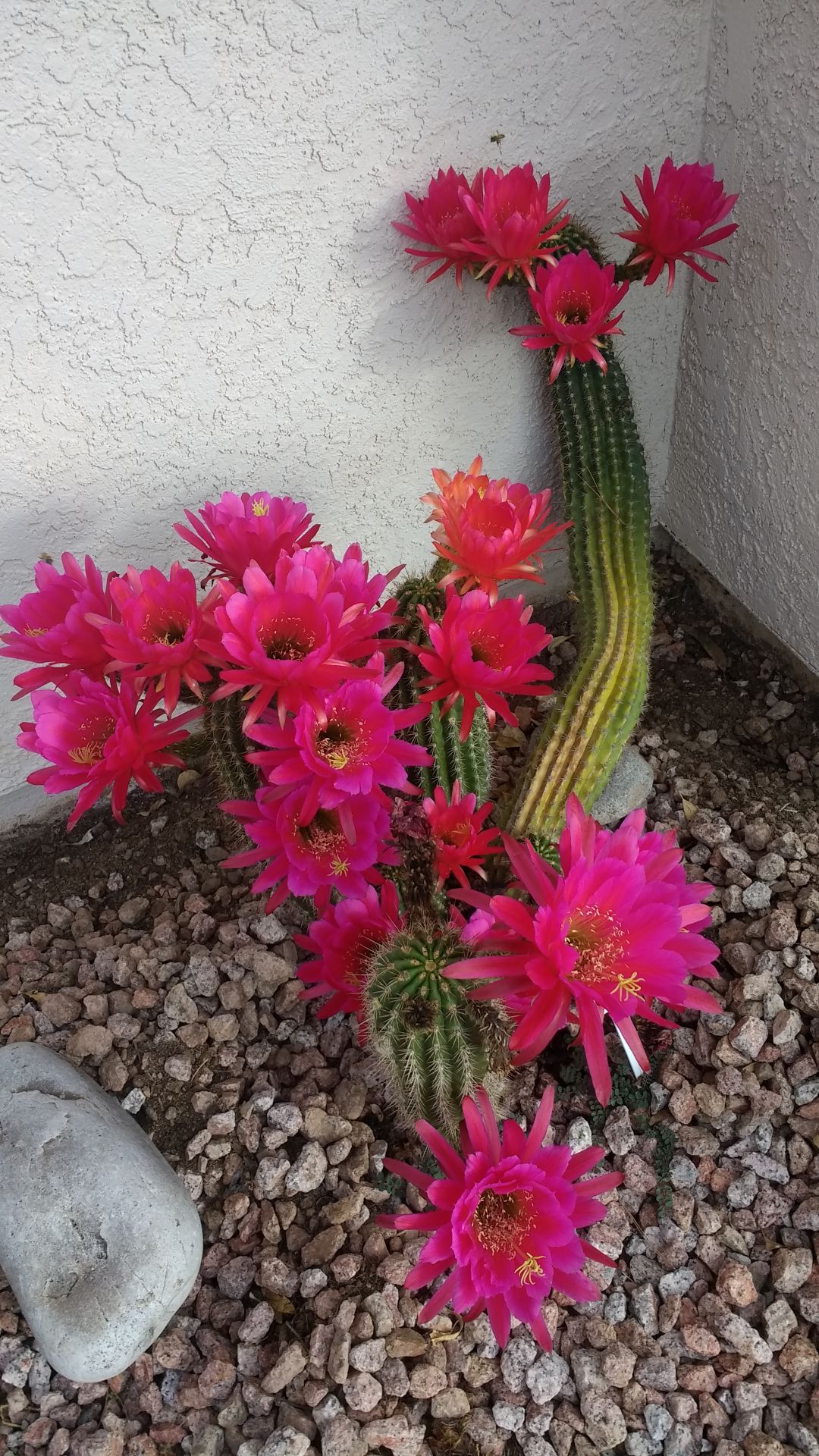 Red cactus blossom