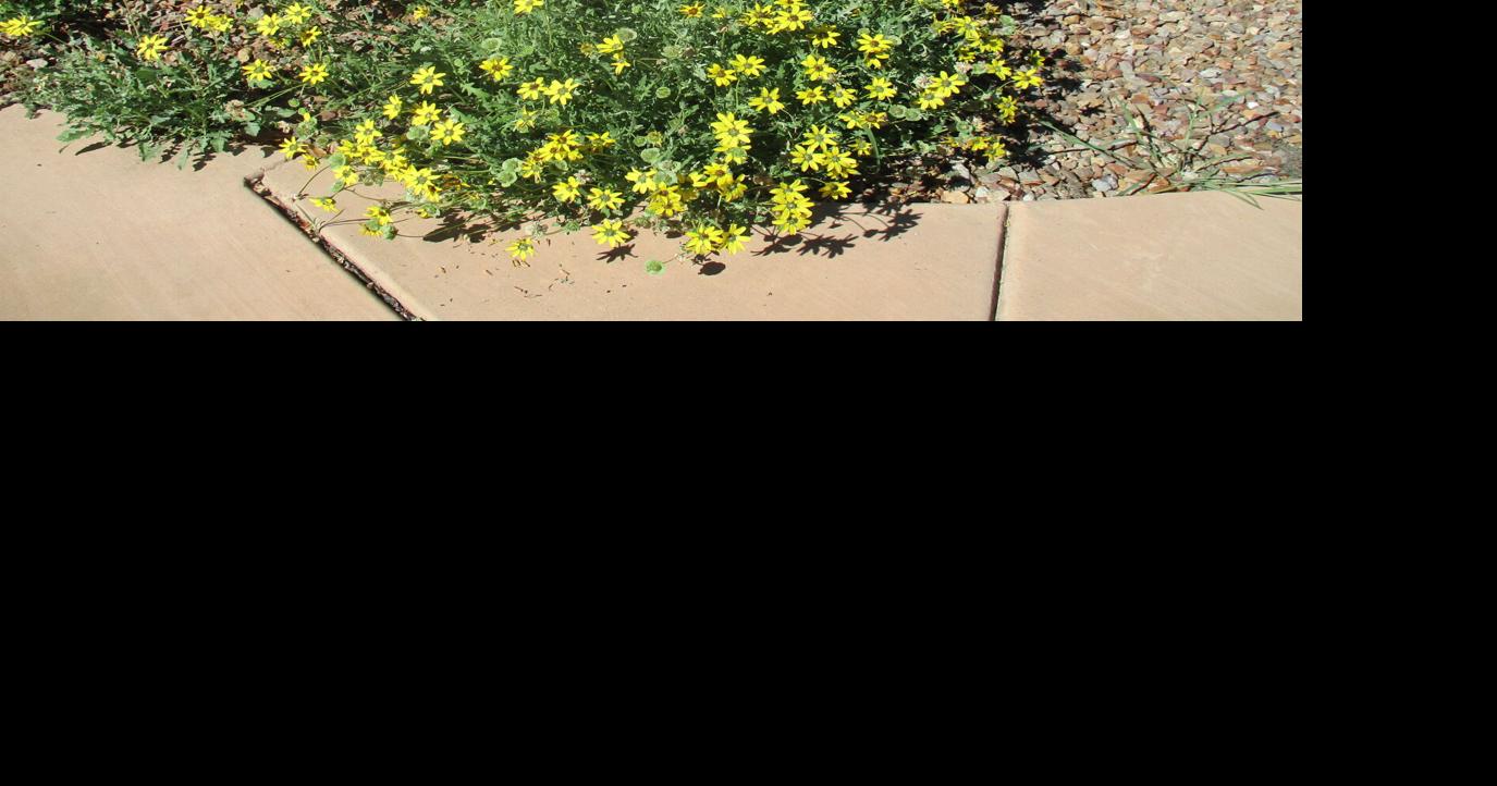 Green Valley Gardeners: September is not the end of the garden