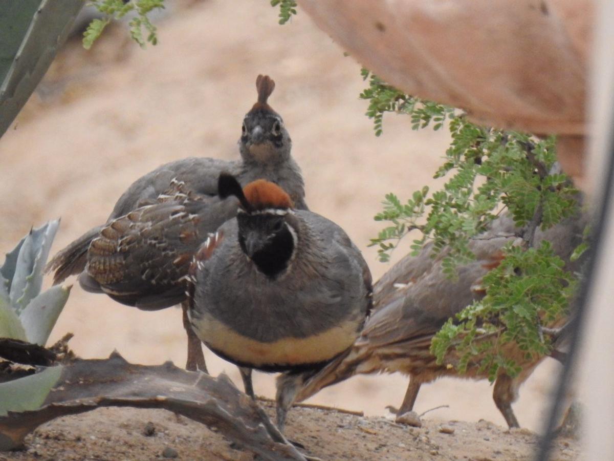 Birds
