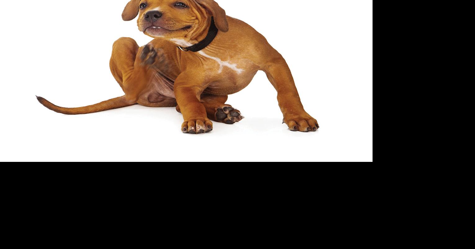 FLEAS AND TICKS | Valley Verde Veterinarians | gvnews.com
