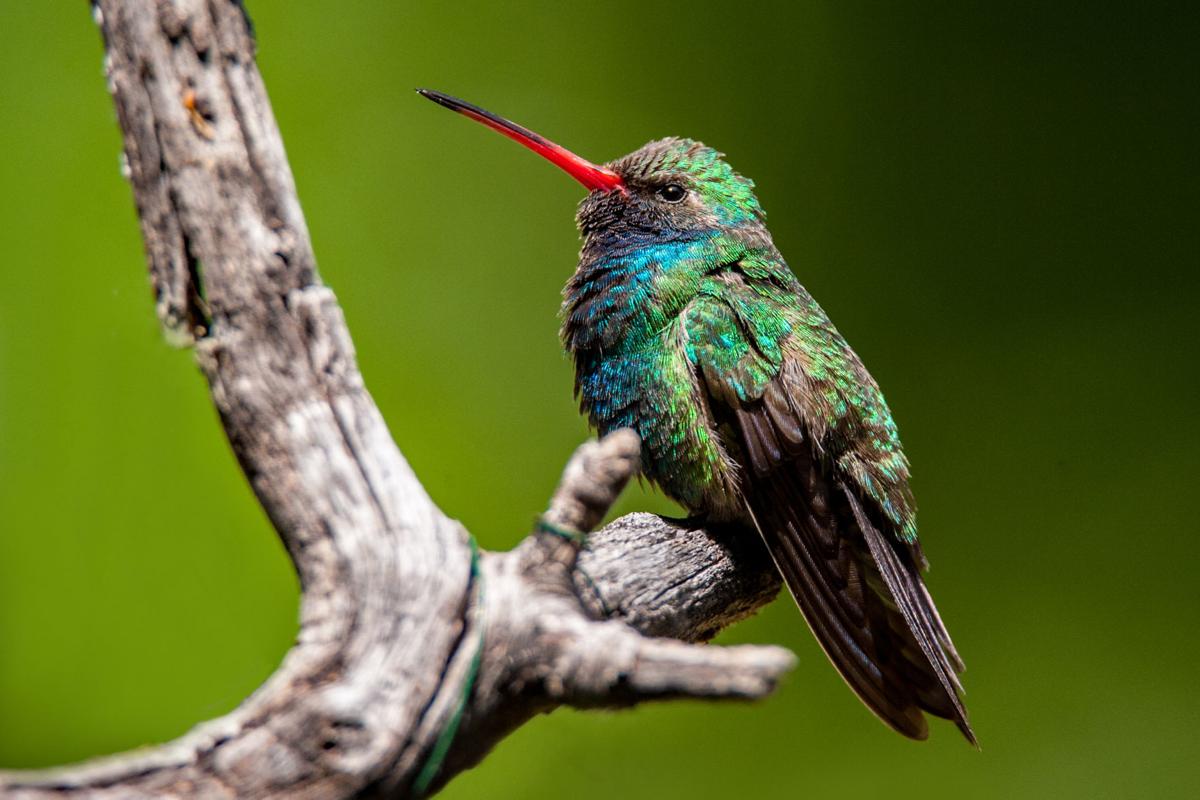 Broadbilled humming bird at Santa Rita Lodge