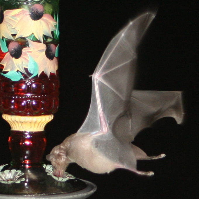 Night feeding