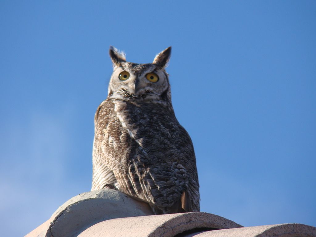 Owl