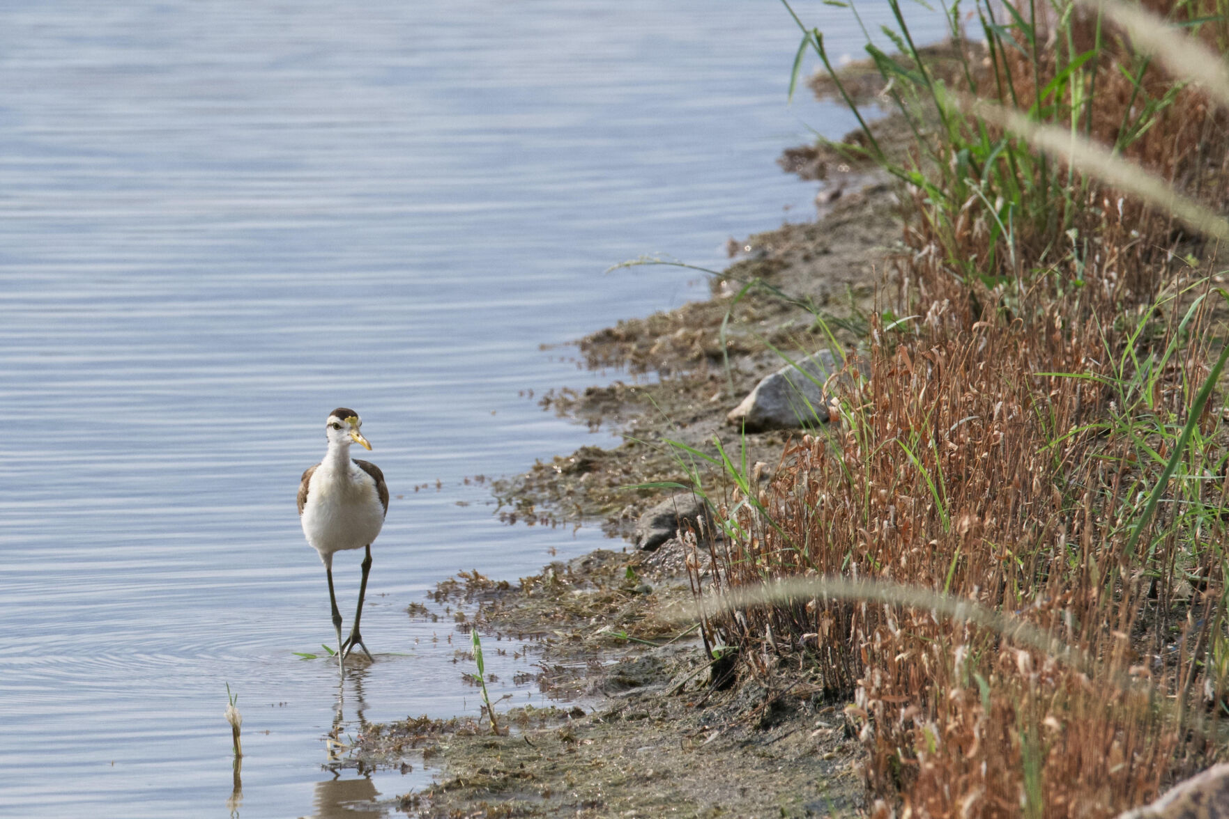 Rare bird makes a surprise visit to Canoa Ranch birders take