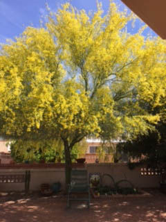Backyard tree