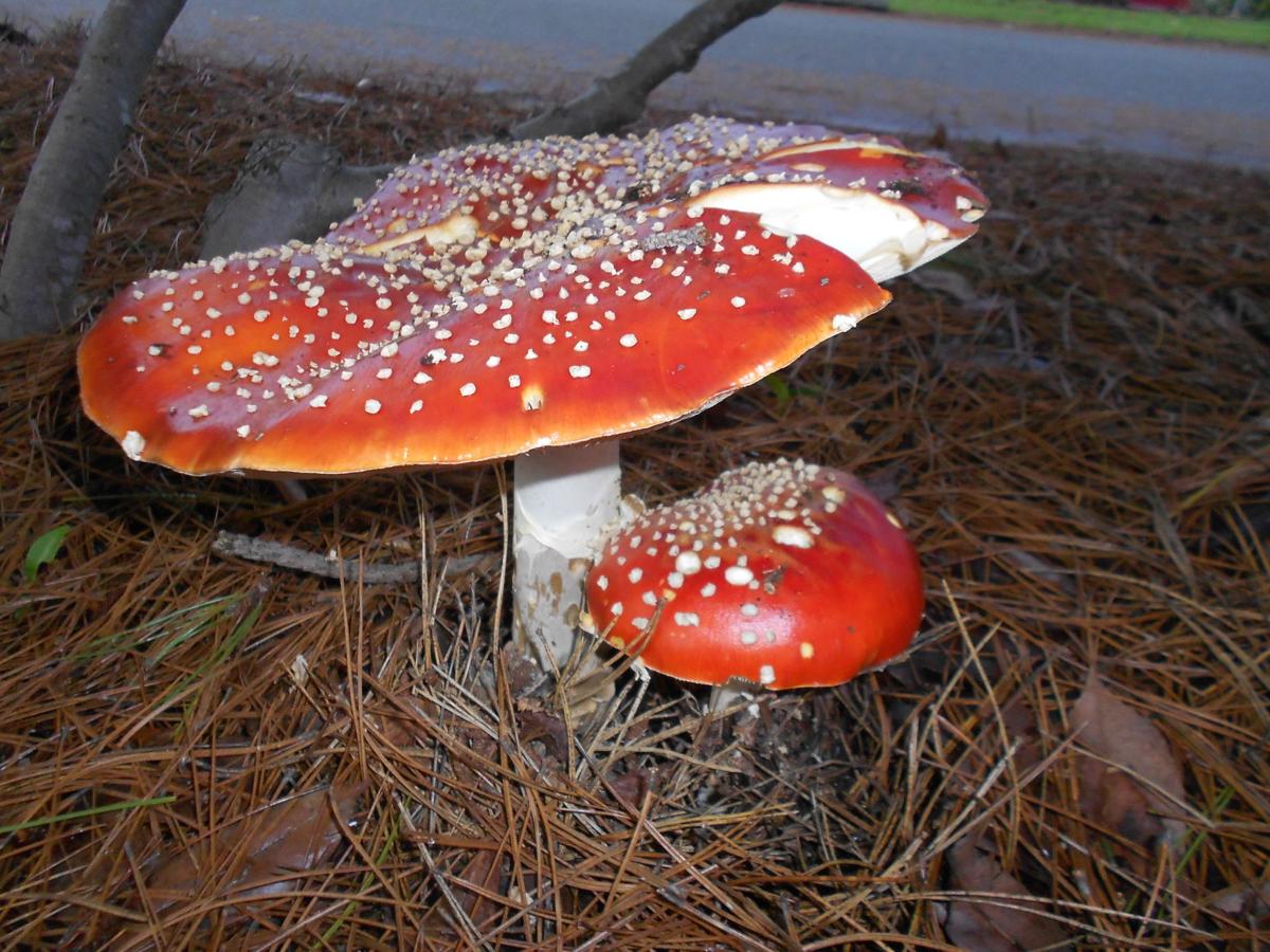 What Are Mushrooms Good For - All Mushroom Info