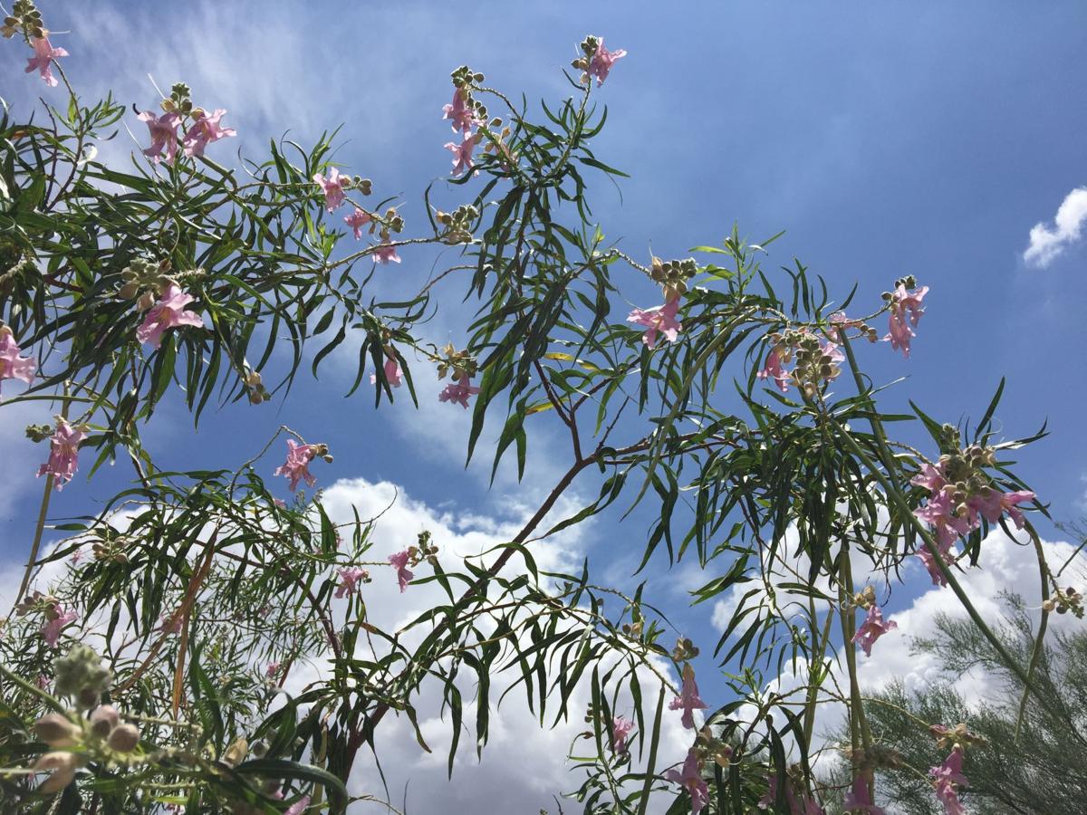 Desert willow with flowers