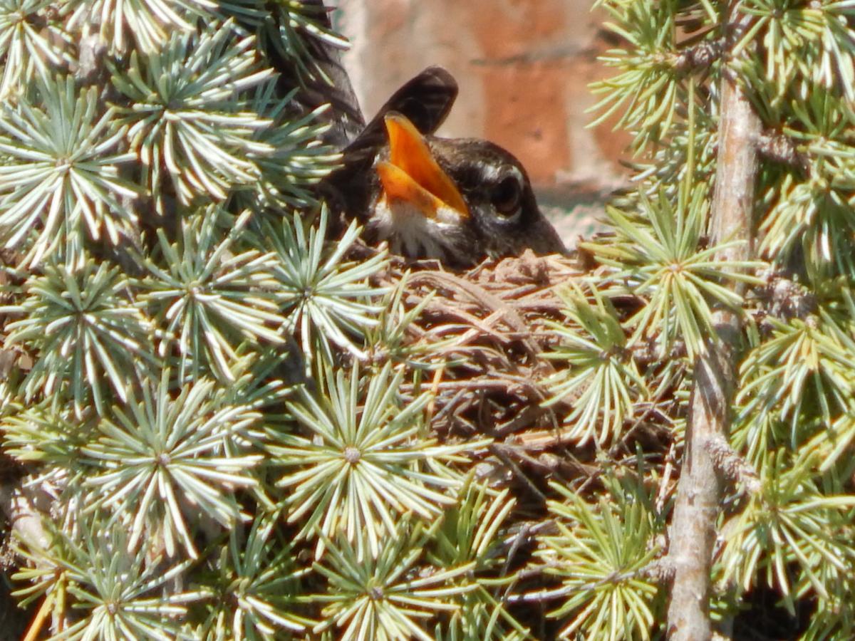 Bird in the nest