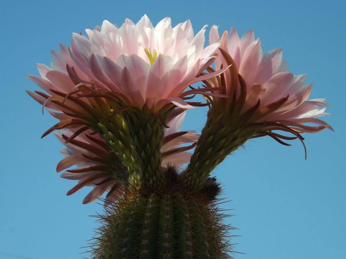 Columnar Cactus