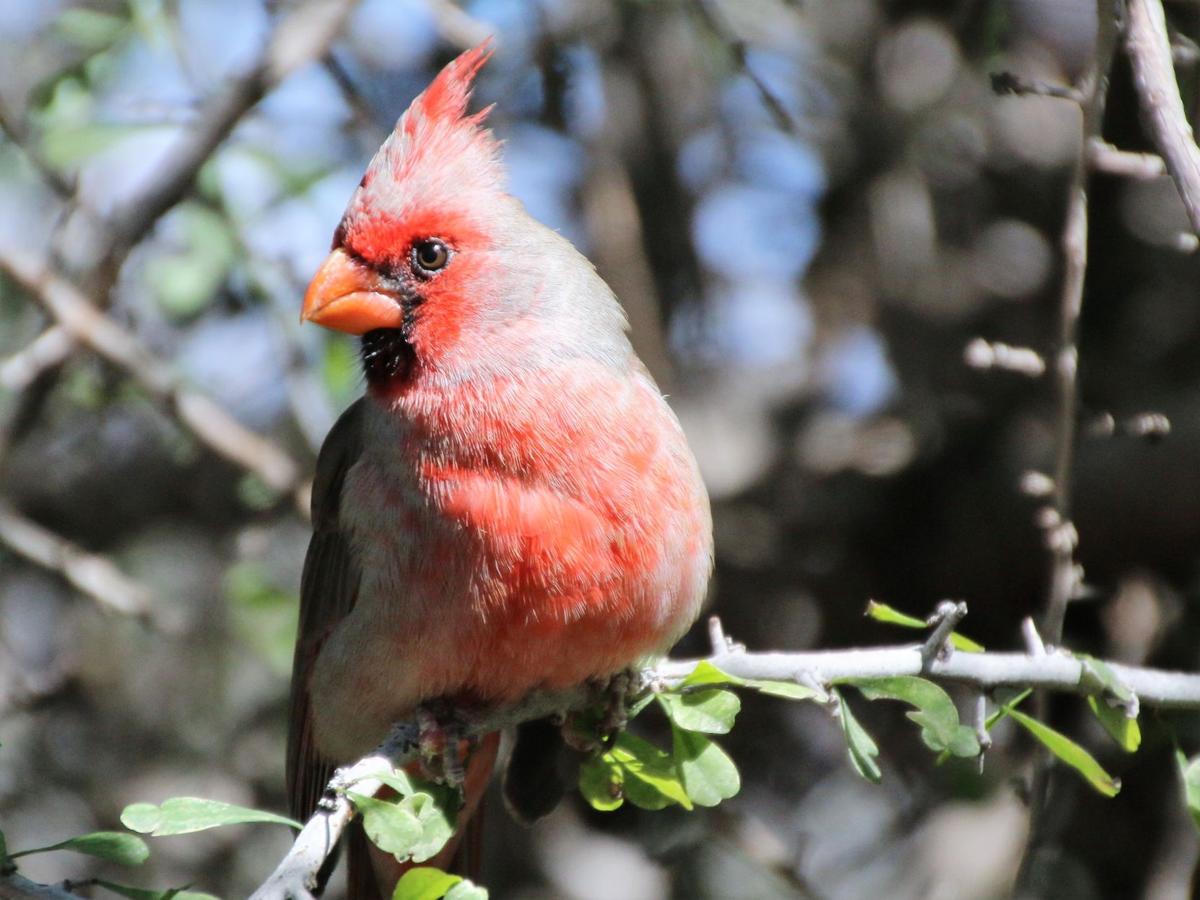 Cardinal Arizona Sonoran Desert Museume