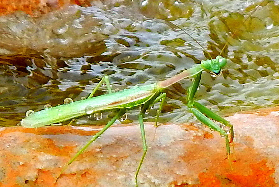 Mantis bathing
