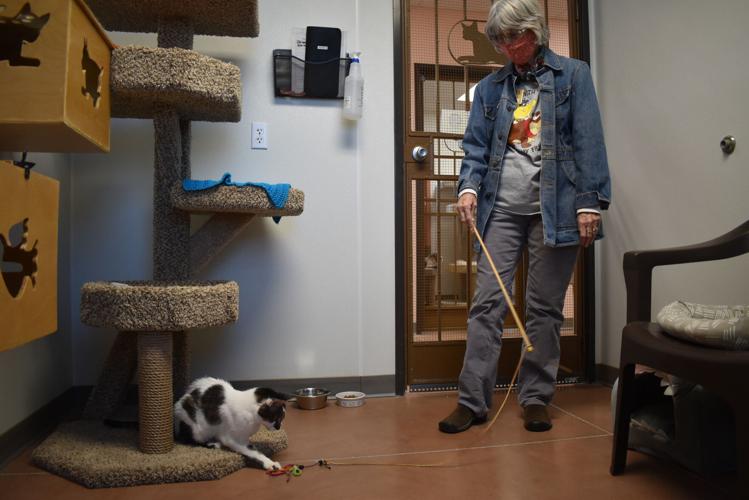 Arizona considers restricting cat declawing Local News Stories