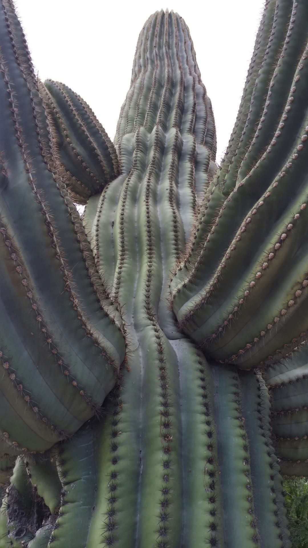 Tall cactus