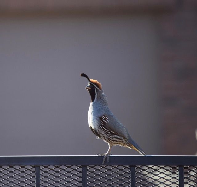 Quail on a rail