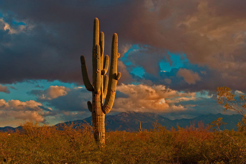 Saguaros