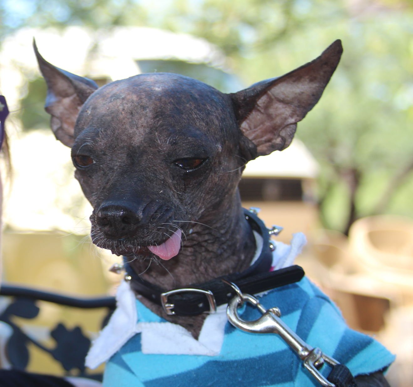 Ugliest dog 2025 mexican hairless dog