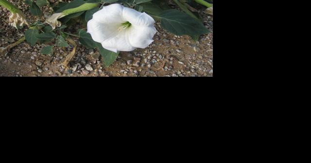 Green Valley Gardeners: Sacred datura can be heavenly in the garden - Vimarsana News