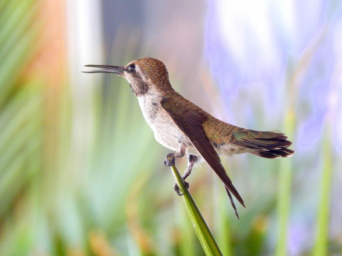 Hummingbird in Green Valley