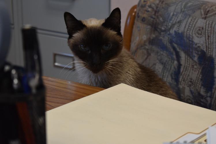 Arizona considers restricting cat declawing Local News Stories