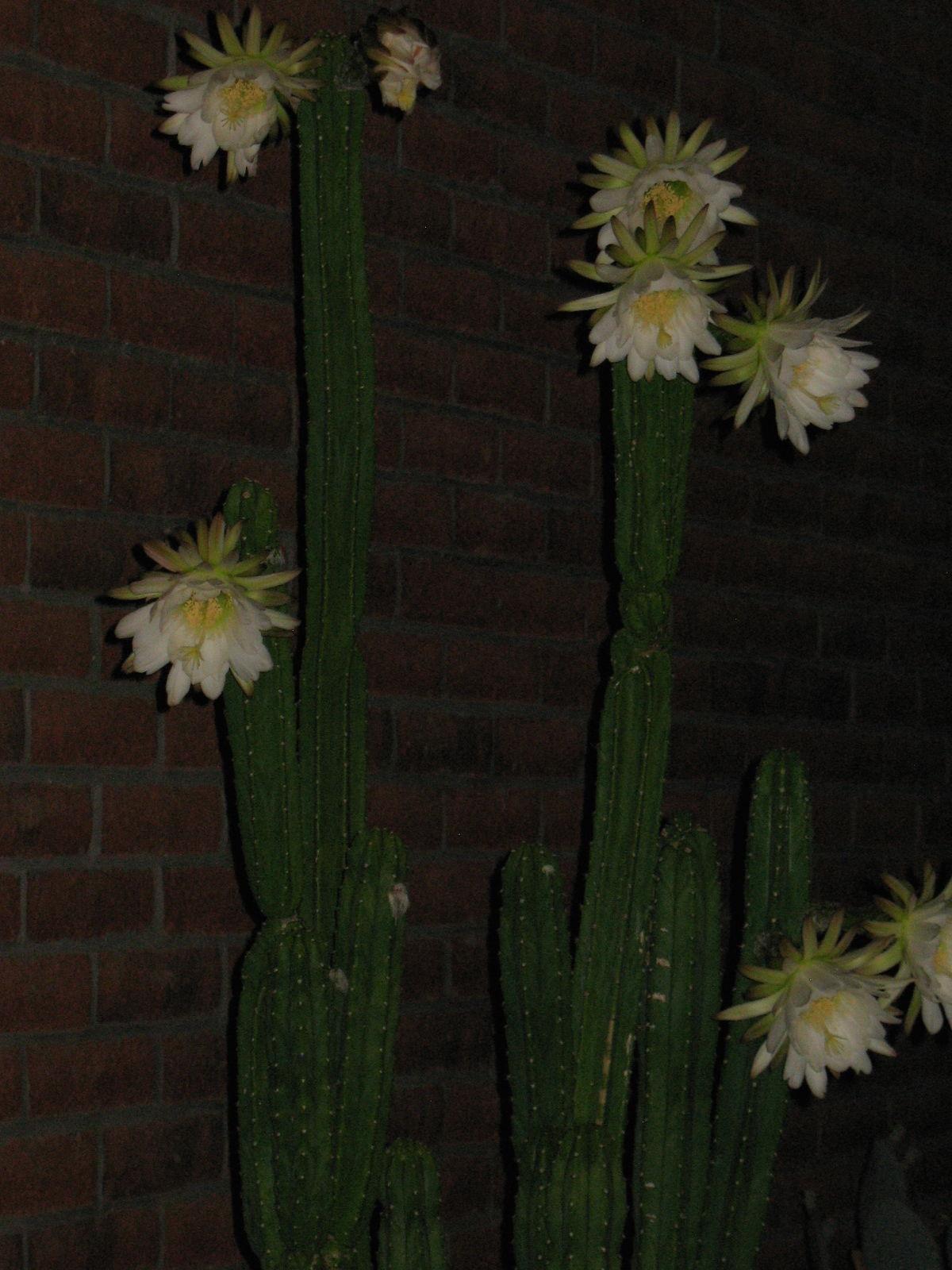 Blooming Cereus Cactus