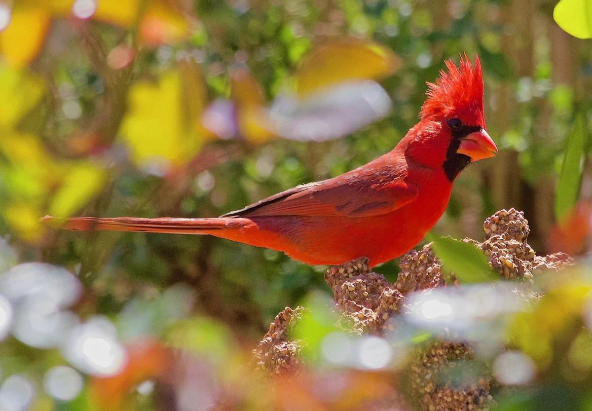 Cardinal