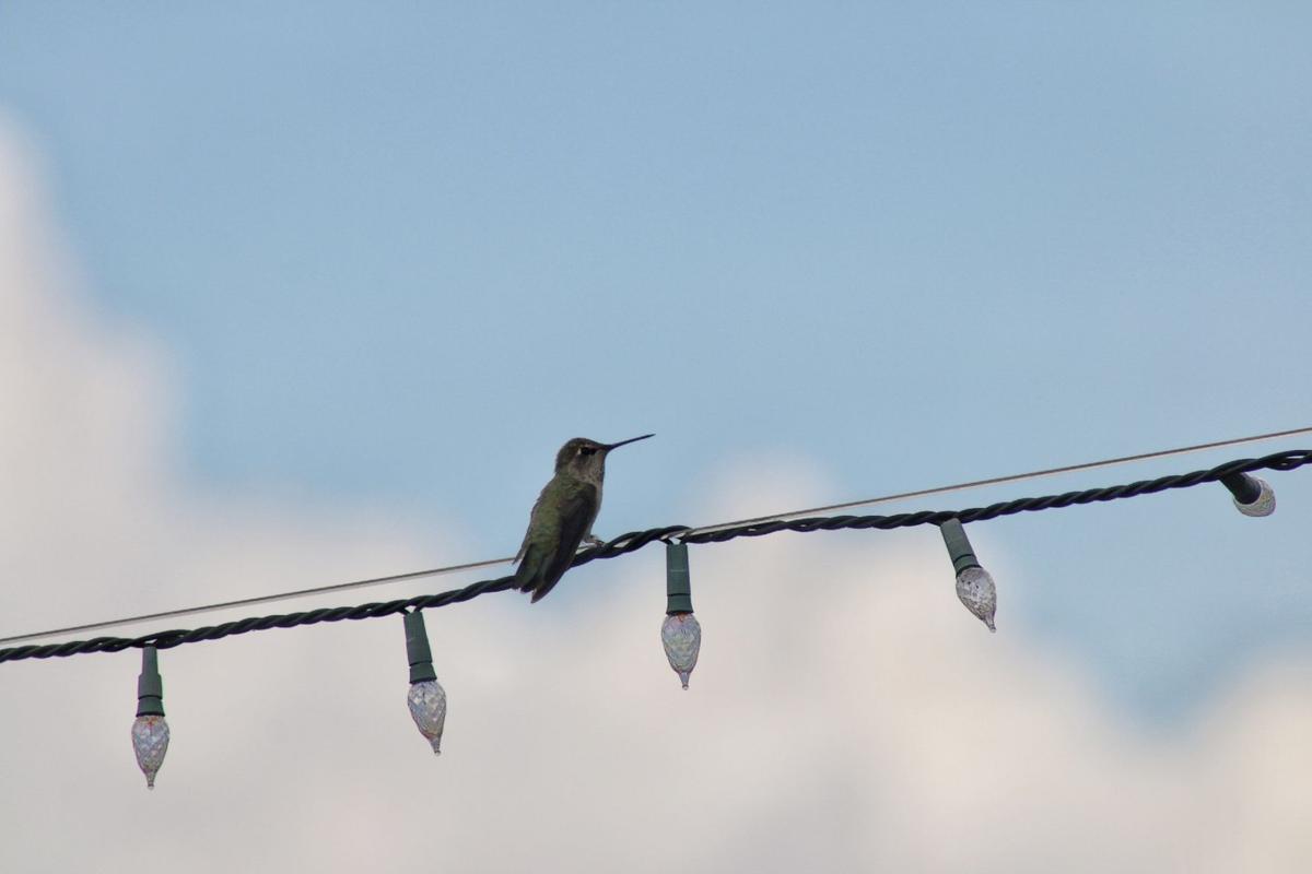 Hummingbird on lights