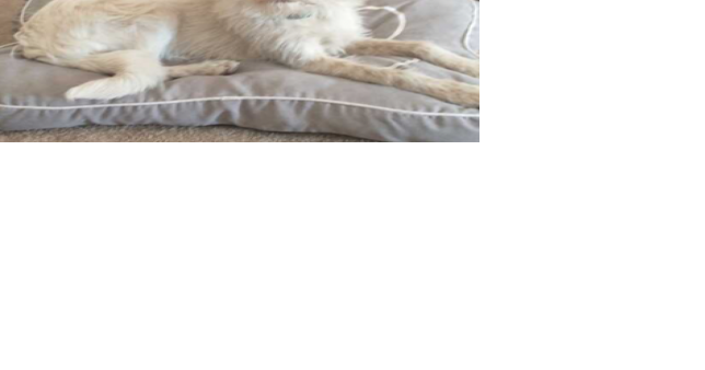 Piper the dog in good spirits after return - Vimarsana News