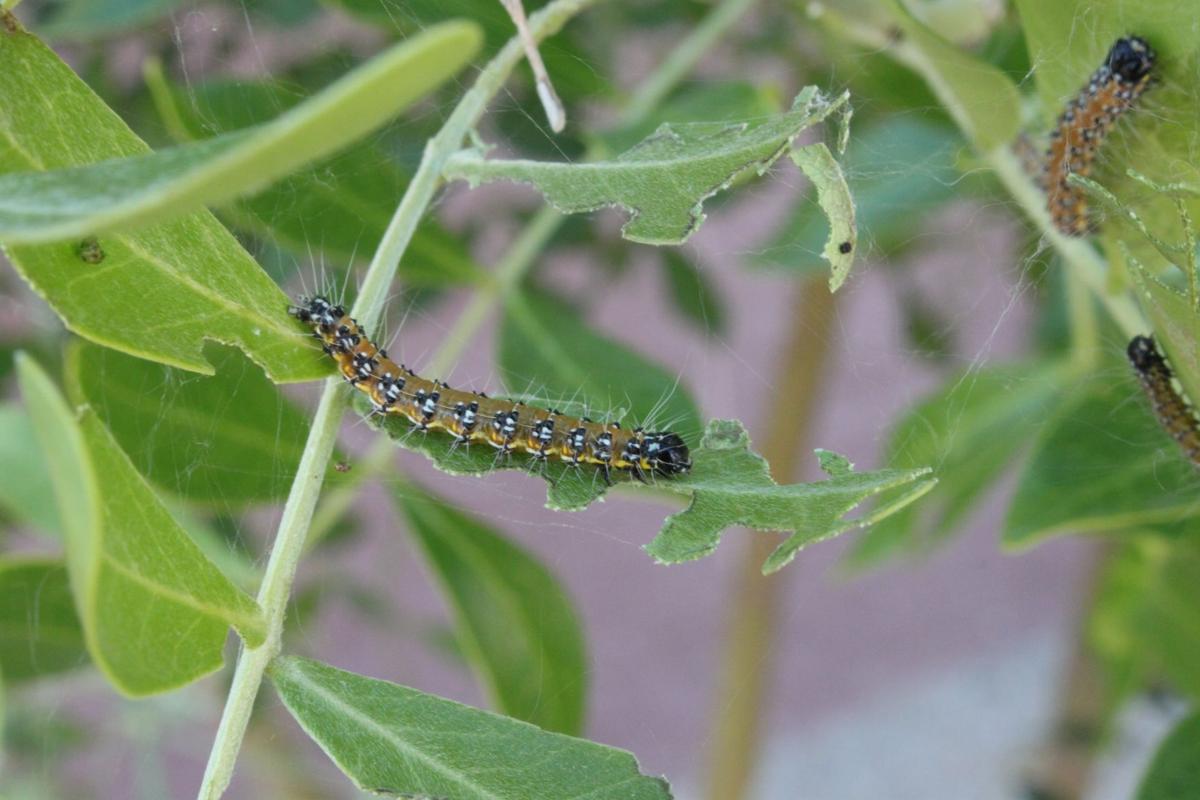 Caterpillar