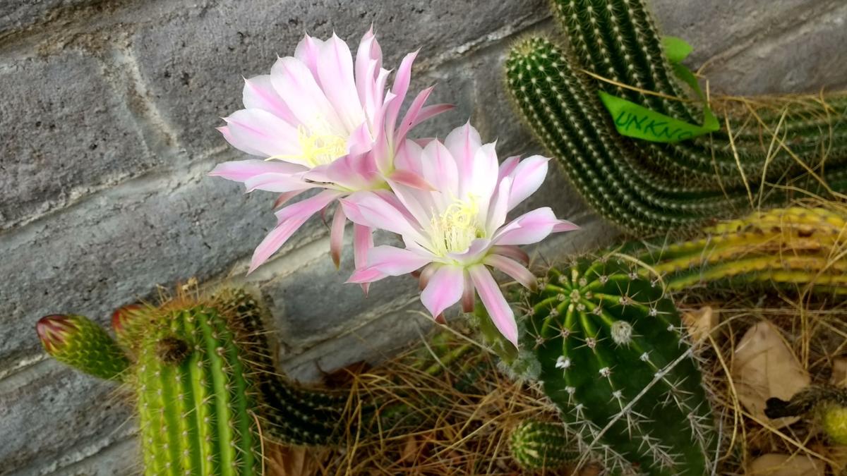 Cactus flower