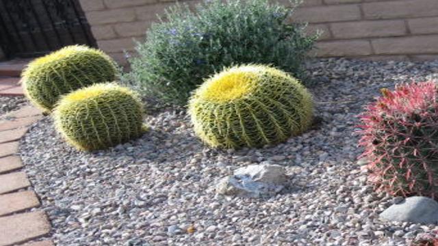Gv Gardeners Choose Cactus Varieties For Winter Color Get Out Gvnews Com