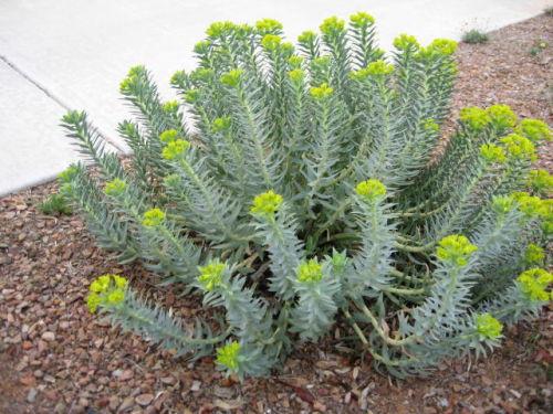 GV Gardeners: Is there a gopher in your yard? | Get Out | gvnews.com