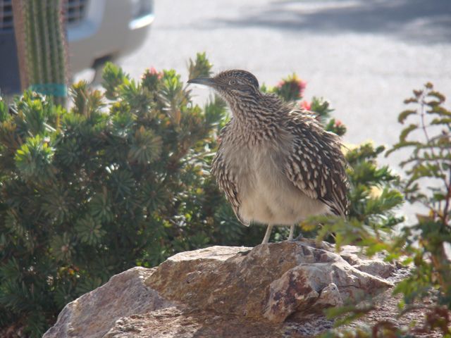Fat roadrunner