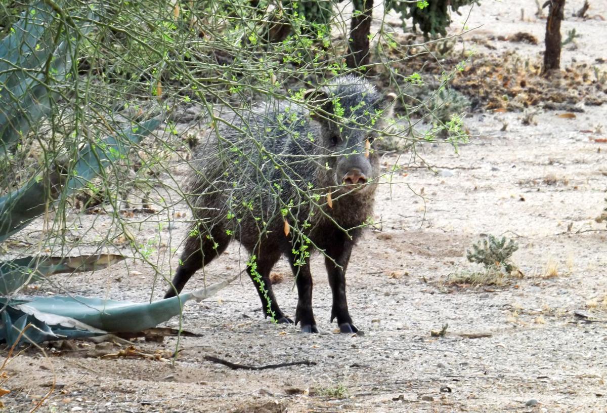 Visitor to Green Valley