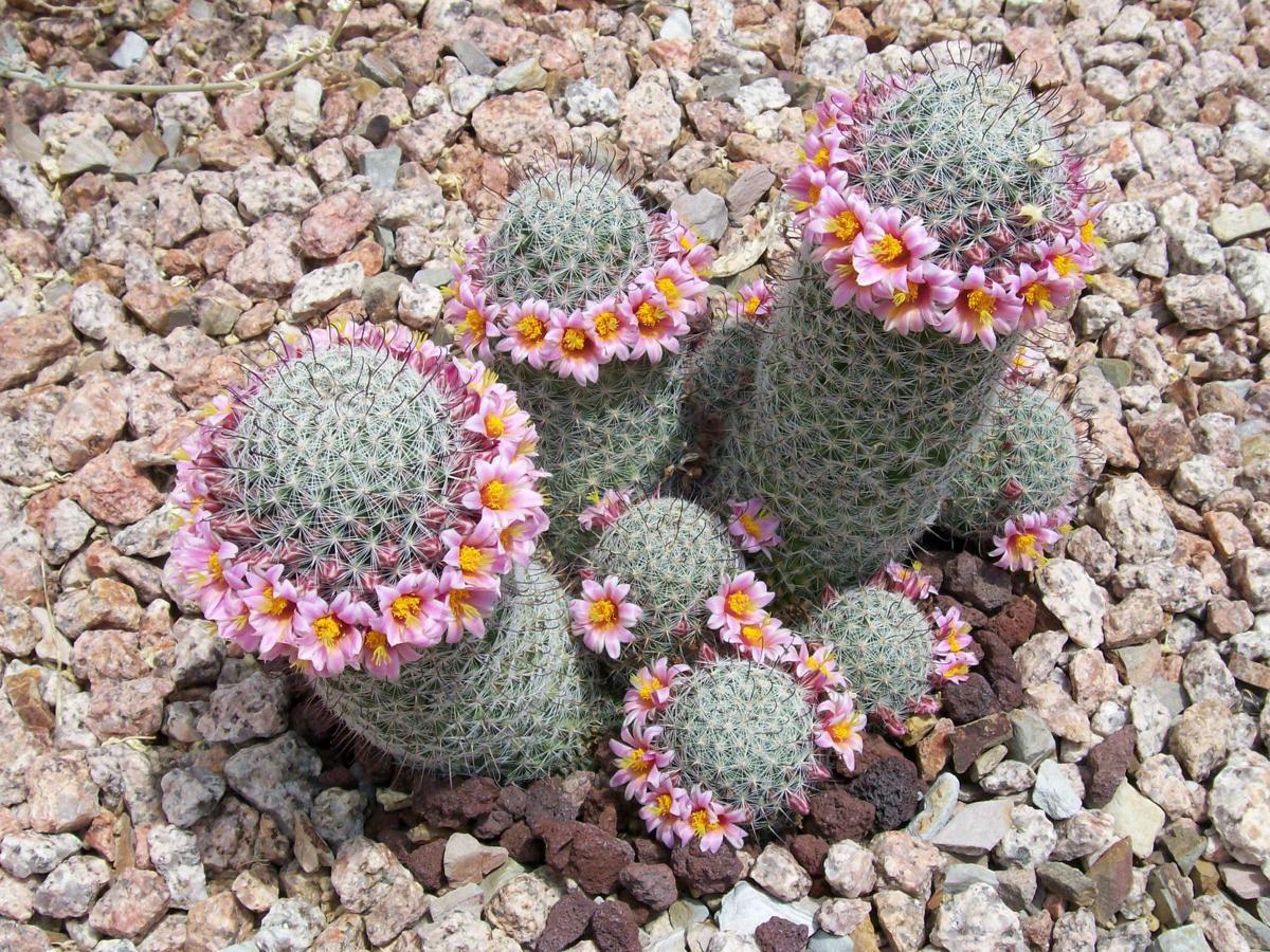Ring of flowers