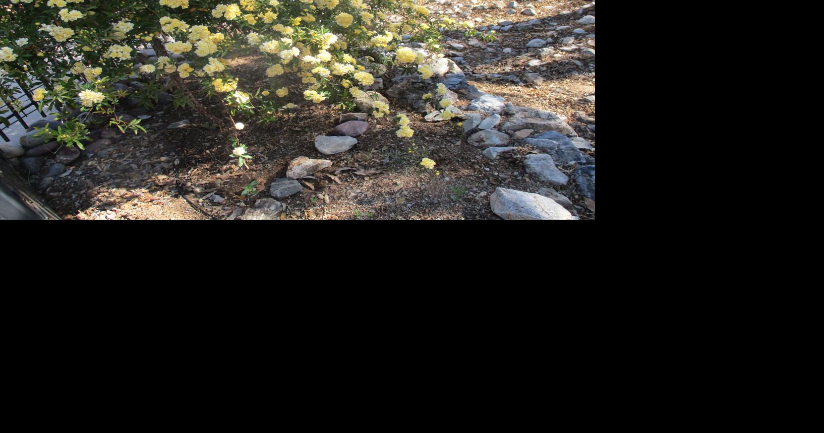 Green Valley Gardeners: The rose too tough to die | Get Out | gvnews.com