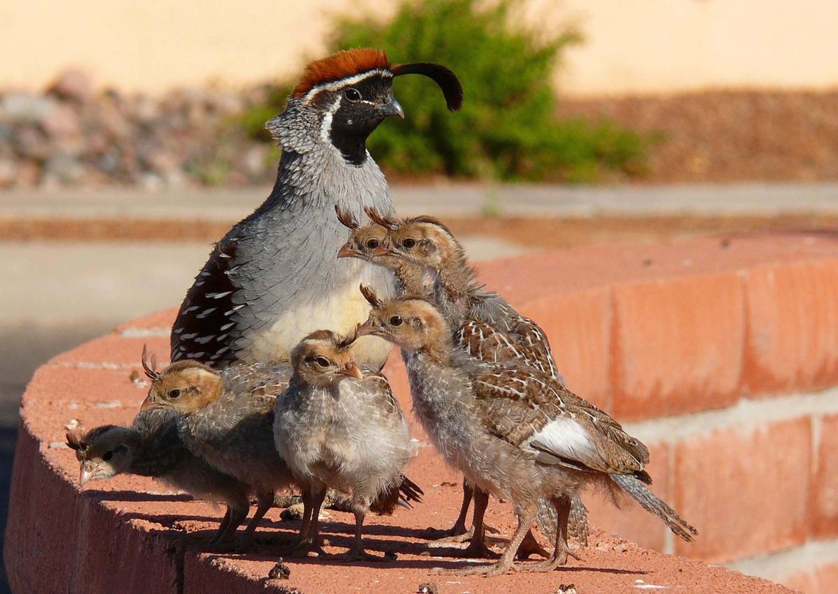 Quail family