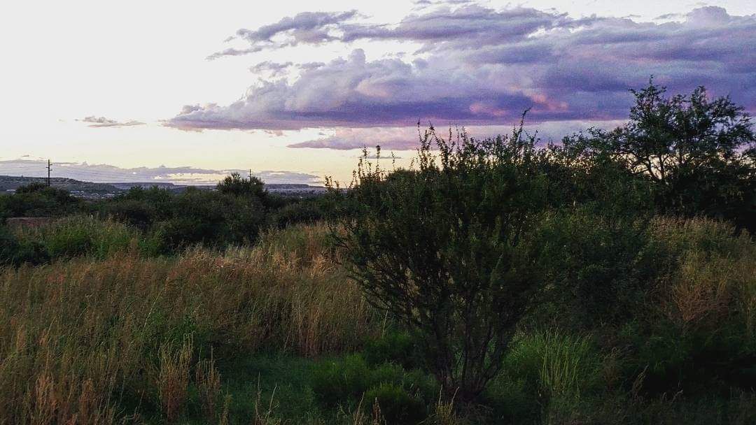 Desert vegetation