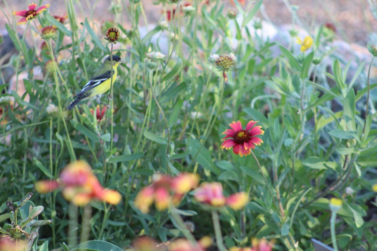 Bird in the flowers