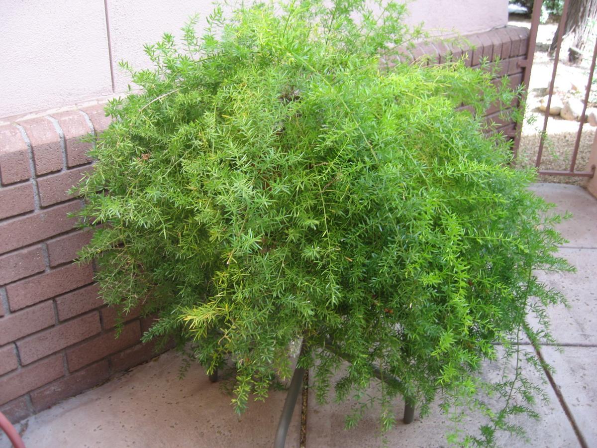 Gv Gardeners Is An Asparagus Fern Really A Fern Get Out Gvnews Com