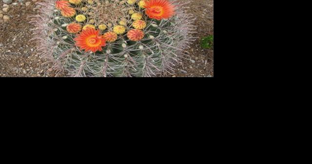 Green Valley Gardeners: Barrel Cactus Blooms Boost Desert Color - Vimarsana News