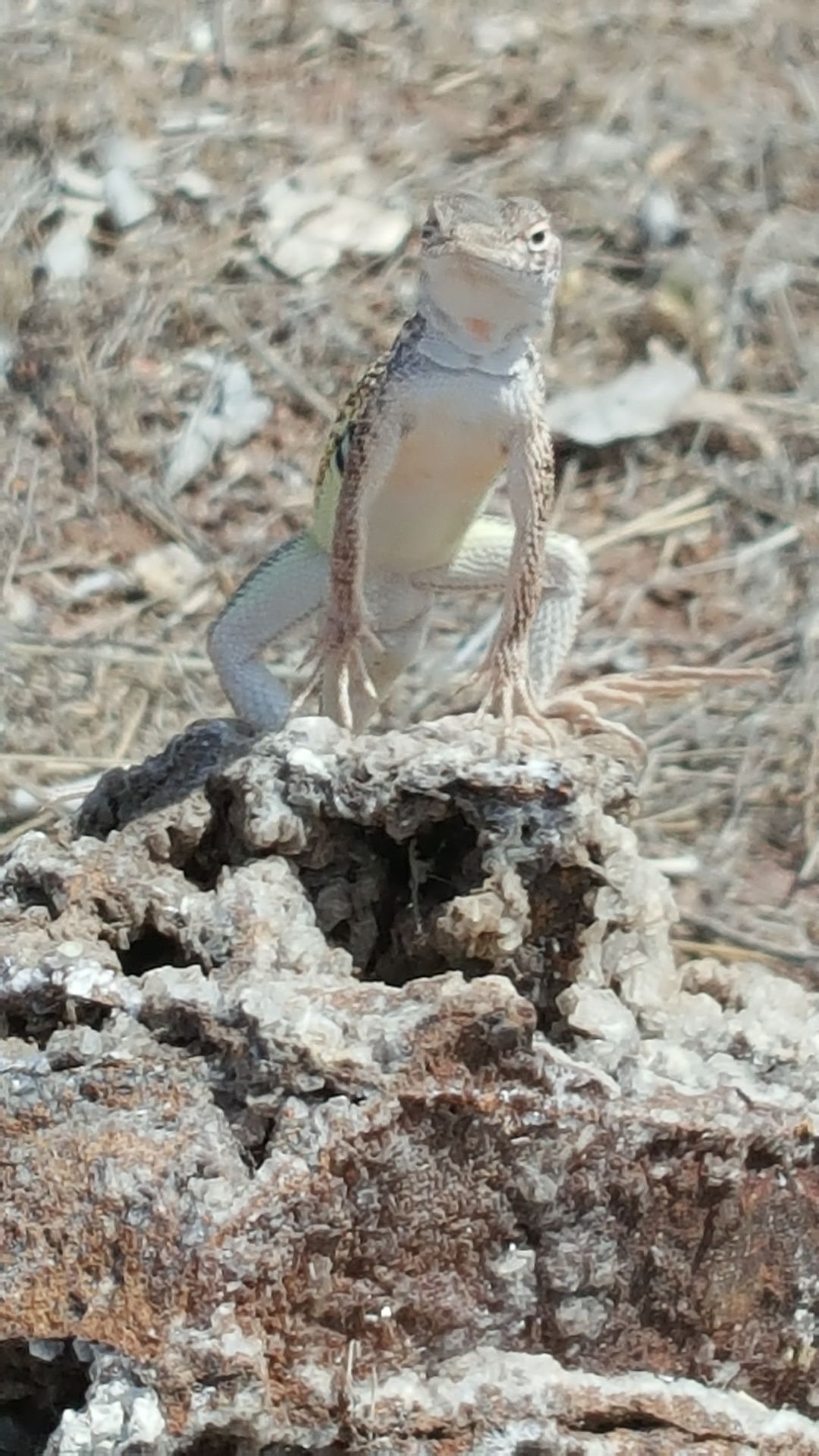 Lizard