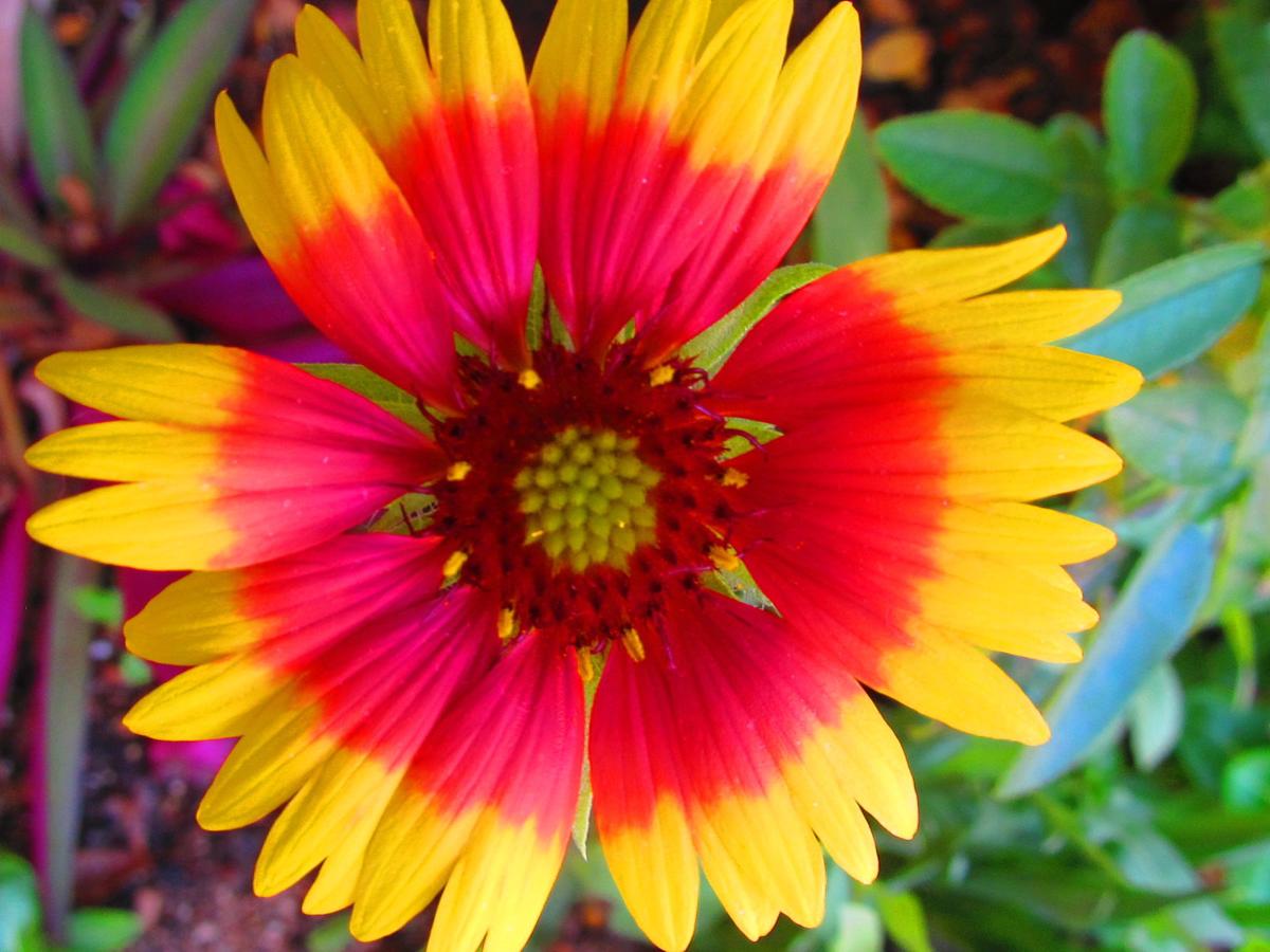GV Farmers Market flower