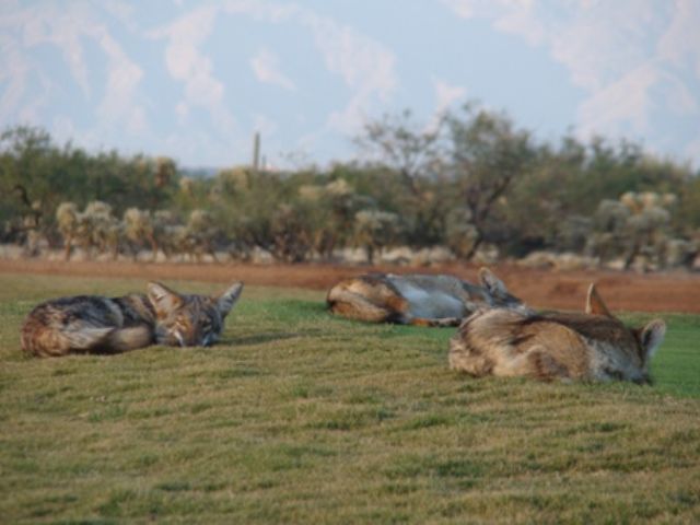 Coyotes at rest