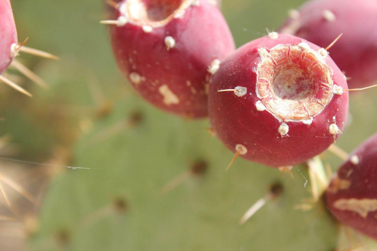 Cactus fruit