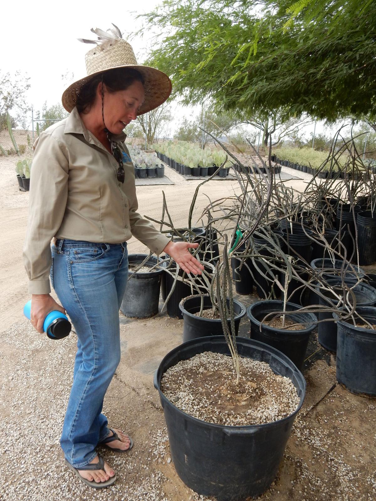 Making Plant Survivors! Native Plant Nursery successes, dedication