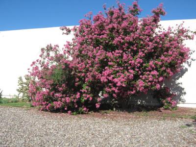 Gv Gardeners Crape Myrtle A Favorite Summer Bloomer Get Out Gvnews Com